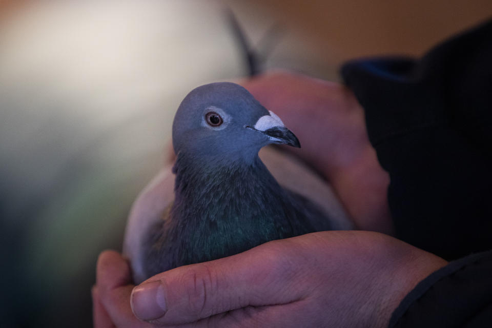 An employee of Pipa, a Belgian auction house for racing pigeons, shows a two-year old female pigeon named New Kim after an auction in Knesselare, Belgium, Sunday, Nov. 15, 2020. A pigeon racing fan has paid a world record 1.6 million euros for the Belgian-bred bird, New Kim, in the once-quaint sport that seemed destined for near extinction only a few years back, people pay big money for the right bird. (AP Photo/Francisco Seco)