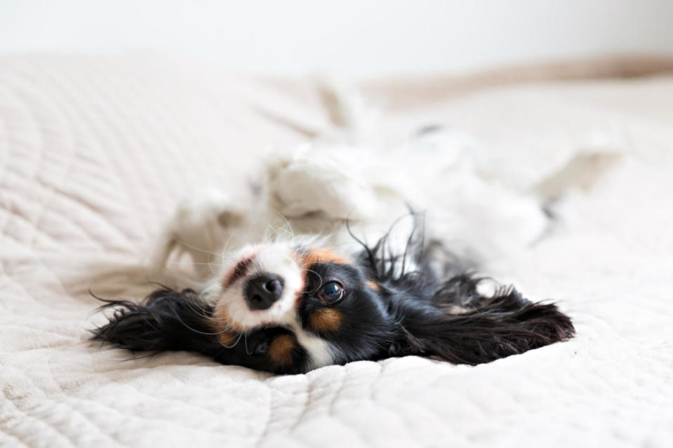 <p>Sharing your sheets with your partner (or your pet) may seem nice, but it can also lead to a build up of oils and bacteria that can clog your pores and cause acne. Avoid this by cleaning sheets and towels regularly. </p>