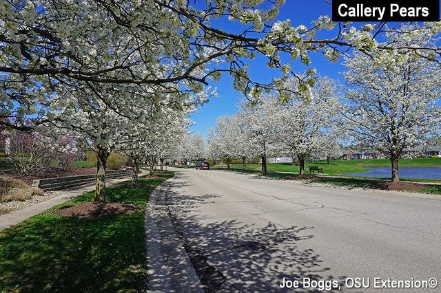 Callery pear has been planted widely as a street tree throughout central Ohio.