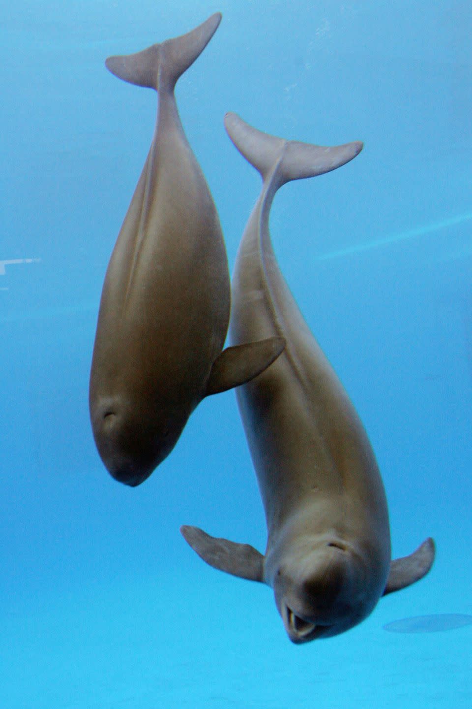 24) Yangtze Finless Porpoise