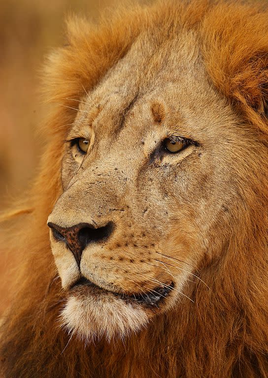 A lion relaxes on the banks of the Luvuvhu River at the Pafuri game reserve in Kruger National Park, South Africa. 