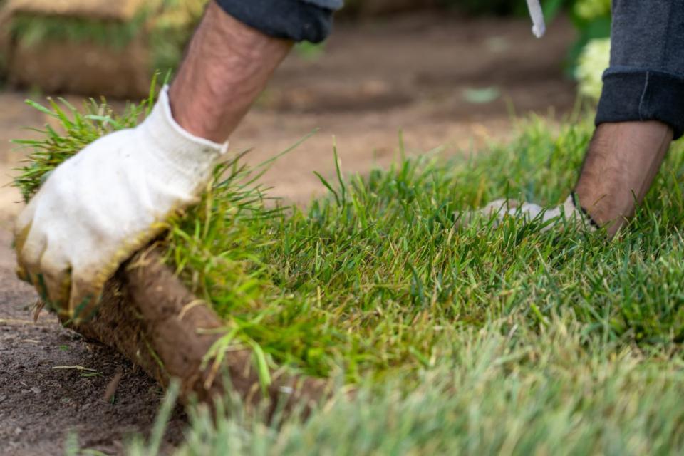 a close up of a worker with white gloves laying down sod. 