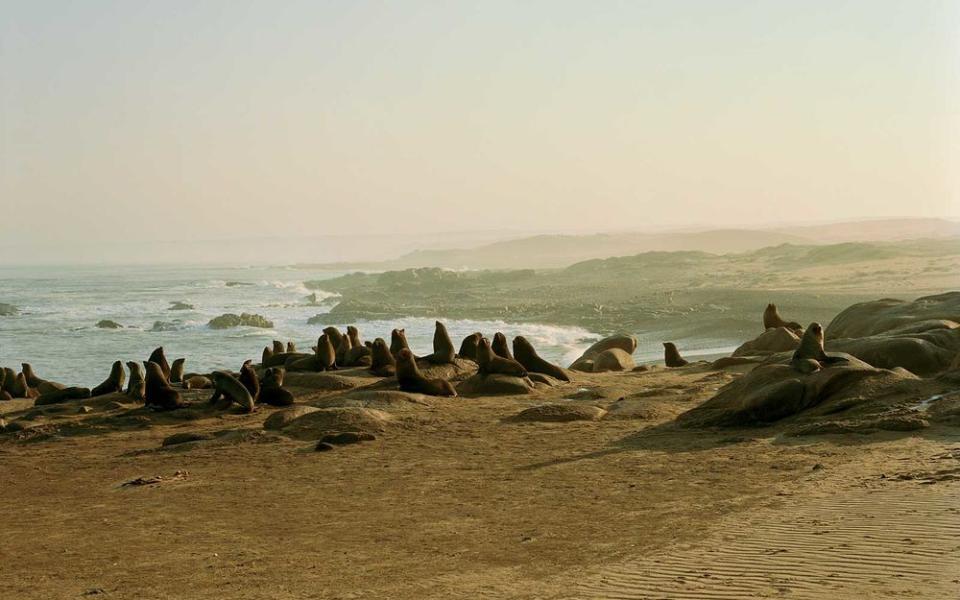 A colony of Cape fur seals near Möwe Bay, on the Skeleton Coast.