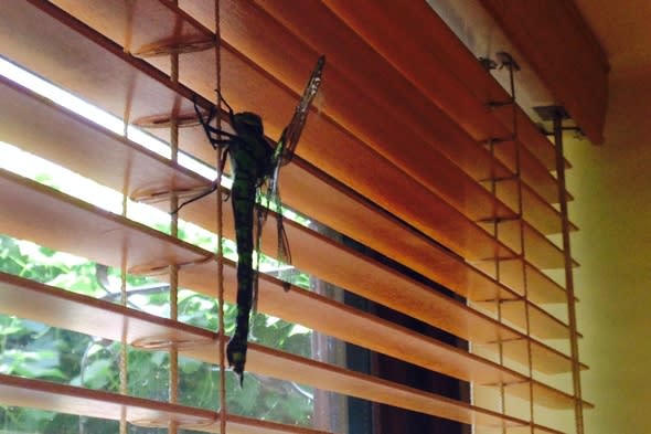 8-inch dragonfly found in Buckinghamshire