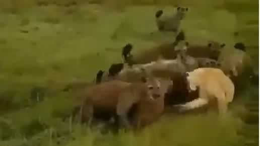 母獅慘遭鬣狗群圍攻。（圖／翻攝自YouTube／Life of animal ）