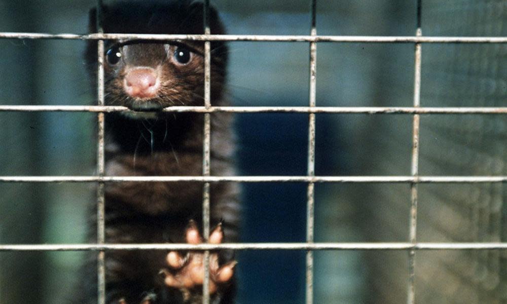 mink in a cage