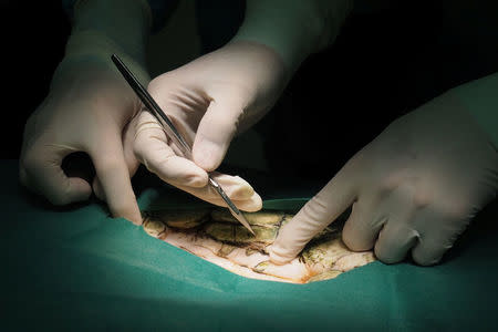 Thai veterinarians operate on Omsin, a 25 year old femal green sea turtle, to remove coins from her stomach at the Faculty of Veterinary Science, Chulalongkorn University in Bangkok, Thailand March 6, 2017. The Faculty of Veterinary Science, Chulalongkorn University/Handout via REUTERS