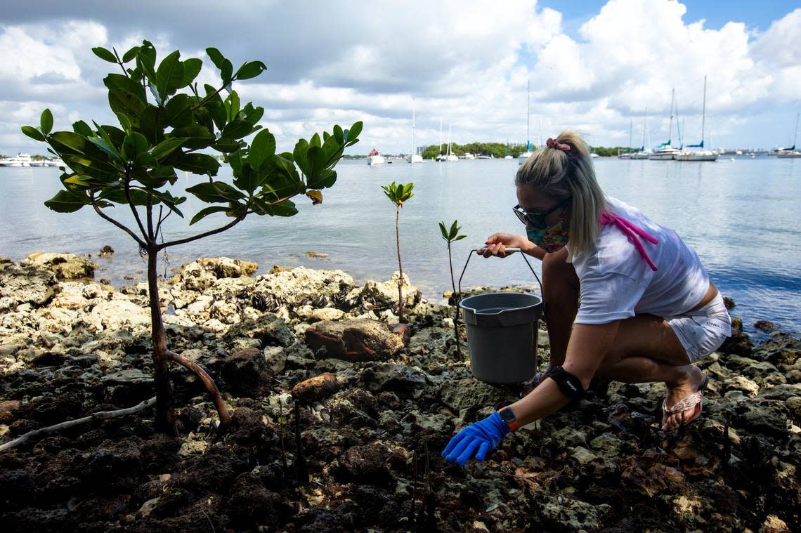 A woman takes part in a volunteer event to clean up Biscayne Bay and surrounding areas.