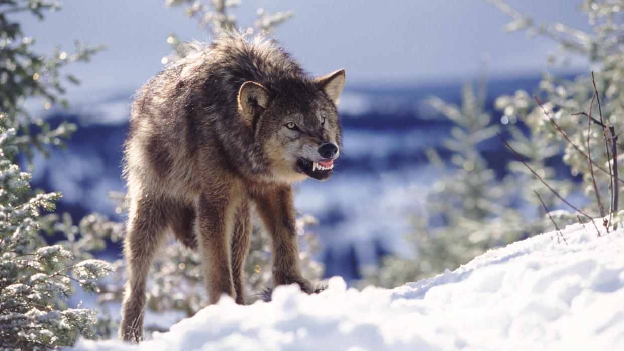  A wolf snarling in the snow. 