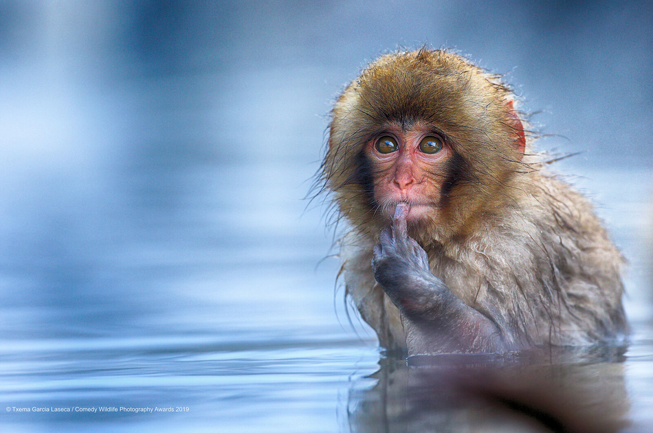 Les photos animalières les plus drôles de 2019