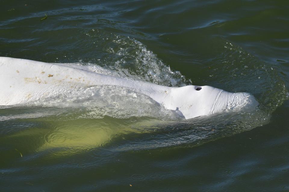 <p>Unos 80 especialistas han participado en la operación de captura e izado de la ballena. (Photo by JEAN-FRANCOIS MONIER/AFP via Getty Images)</p> 