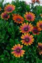 <p>Every show sees new plants and a 20-strong Plant of the Year shortlist. The winning plant went to the low maintenance <strong><a href="https://www.housebeautiful.com/uk/garden/plants/g27495270/chelsea-flower-show-2019-plant-of-the-year-sedum-atlantis/" rel="nofollow noopener" target="_blank" data-ylk="slk:Sedum Atlantis;elm:context_link;itc:0;sec:content-canvas" class="link ">Sedum Atlantis</a></strong>, but another plant caught our eye – mainly due to its striking sunset shade of orange with a purple centre – the vibrant African Daisy plant, <strong>Osteospermum Purple Sun</strong>. And, everyone on <a href="https://www.instagram.com/p/Bx0PYbFlV0K/" rel="nofollow noopener" target="_blank" data-ylk="slk:Instagram;elm:context_link;itc:0;sec:content-canvas" class="link ">Instagram</a> fell in love with it too. </p><p><a class="link " href="https://go.redirectingat.com?id=127X1599956&url=https%3A%2F%2Fwww.thompson-morgan.com%2Fp%2Fosteospermum-purple-sun%2Fka8983TM&sref=http%3A%2F%2Fwww.housebeautiful.com%2Fuk%2Fgarden%2Fg27567530%2Frhs-chelsea-flower-show-best-highlights%2F" rel="nofollow noopener" target="_blank" data-ylk="slk:BUY NOW;elm:context_link;itc:0;sec:content-canvas">BUY NOW</a><br><br>We earn a commission for products purchased through some links in this article.<br></p>
