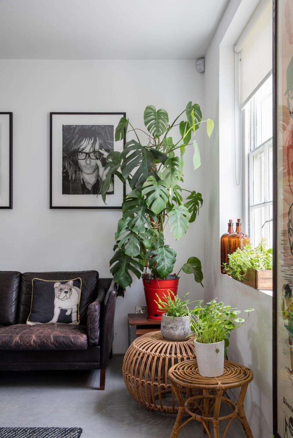 A living room with a large, tall leafy plant in a red pot
