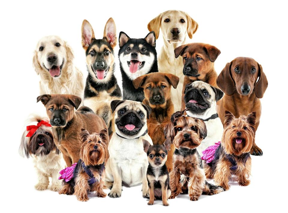 Aunque parezca mentira, todos son de la misma especie: ‘<em>Canis familiaris</em>’. <a href="https://www.shutterstock.com/es/image-photo/group-cute-dogs-on-white-background-579241078" rel="nofollow noopener" target="_blank" data-ylk="slk:Africa Studio / Shutterstock;elm:context_link;itc:0;sec:content-canvas" class="link ">Africa Studio / Shutterstock</a>