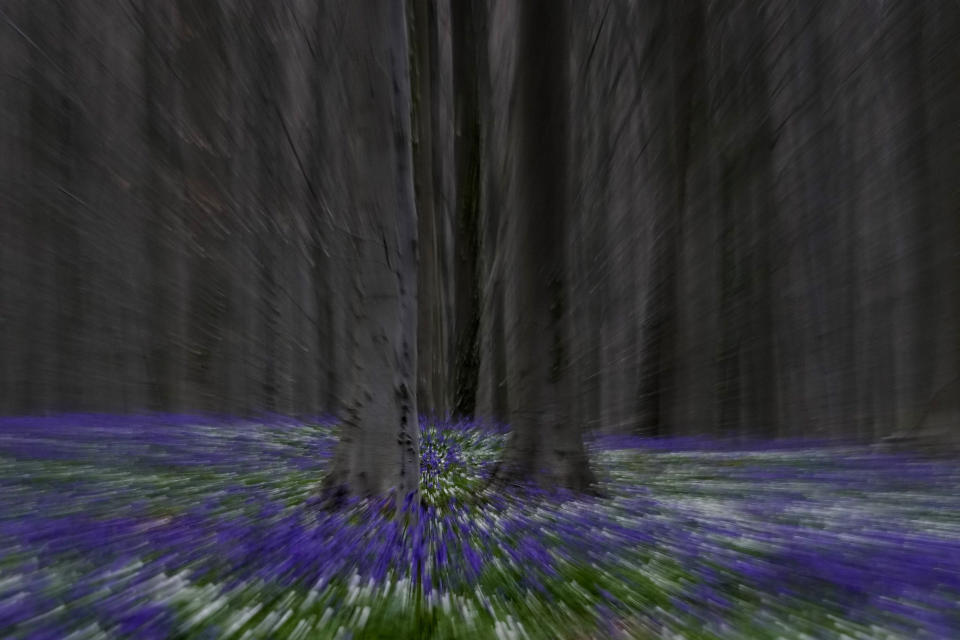 In a long exposure zoom effect, bluebells, also known as wild hyacinth, bloom in the Hallerbos forest in Halle, Belgium, on Monday, April 17, 2023. Bluebells are particularly associated with ancient woodland where it can dominate the forest floor to produce carpets of violet–blue flowers. (AP Photo/Virginia Mayo)