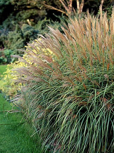 Perennials: Maiden Grass