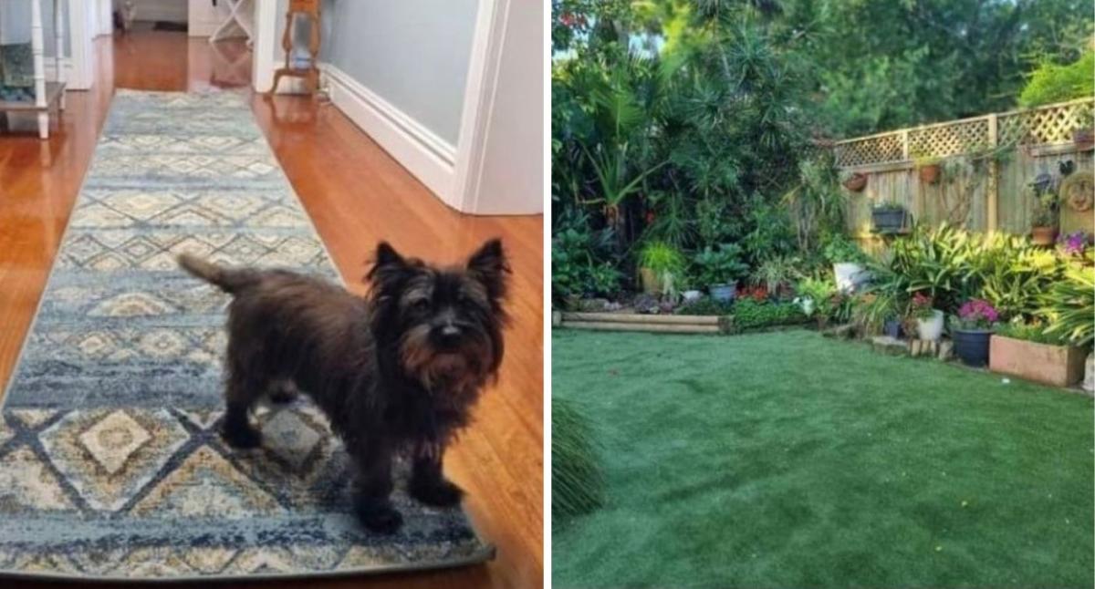 Housesitter asked to pay $500 to give 'pet love'