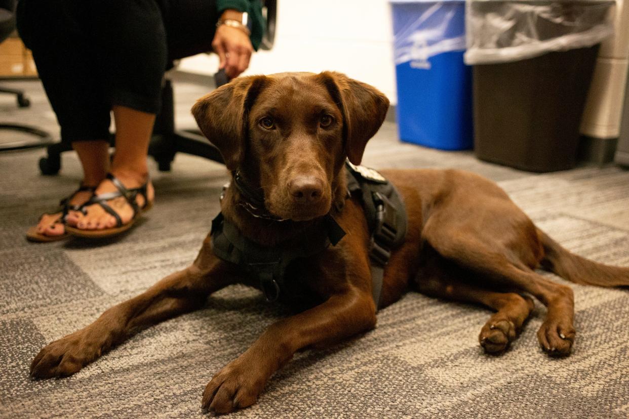 Charlee, Unified School District of De Pere's first elementary school therapy dog Oct. 4 at Dickinson Elementary School in De Pere. Samantha Madar/USA TODAY NETWORK-Wisconsin