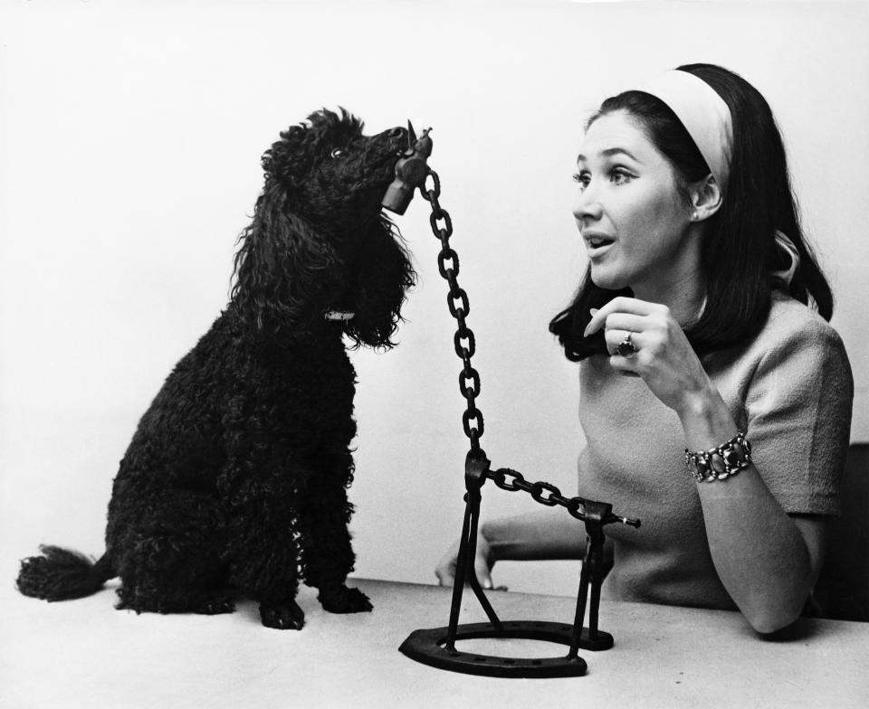 English television presenter Jan Leeming and her pet poodle Sheba inspect a model of a giraffe, one of the pieces of 'instant art' on the BBC children's programme 'Tom Tom', at the BBC TV Centre in London, 24th November 1969. Leeming is a new member of the 'Tom Tom' team.  (Photo by Frank Barrett/Keystone/Hulton Archive/Getty Images)