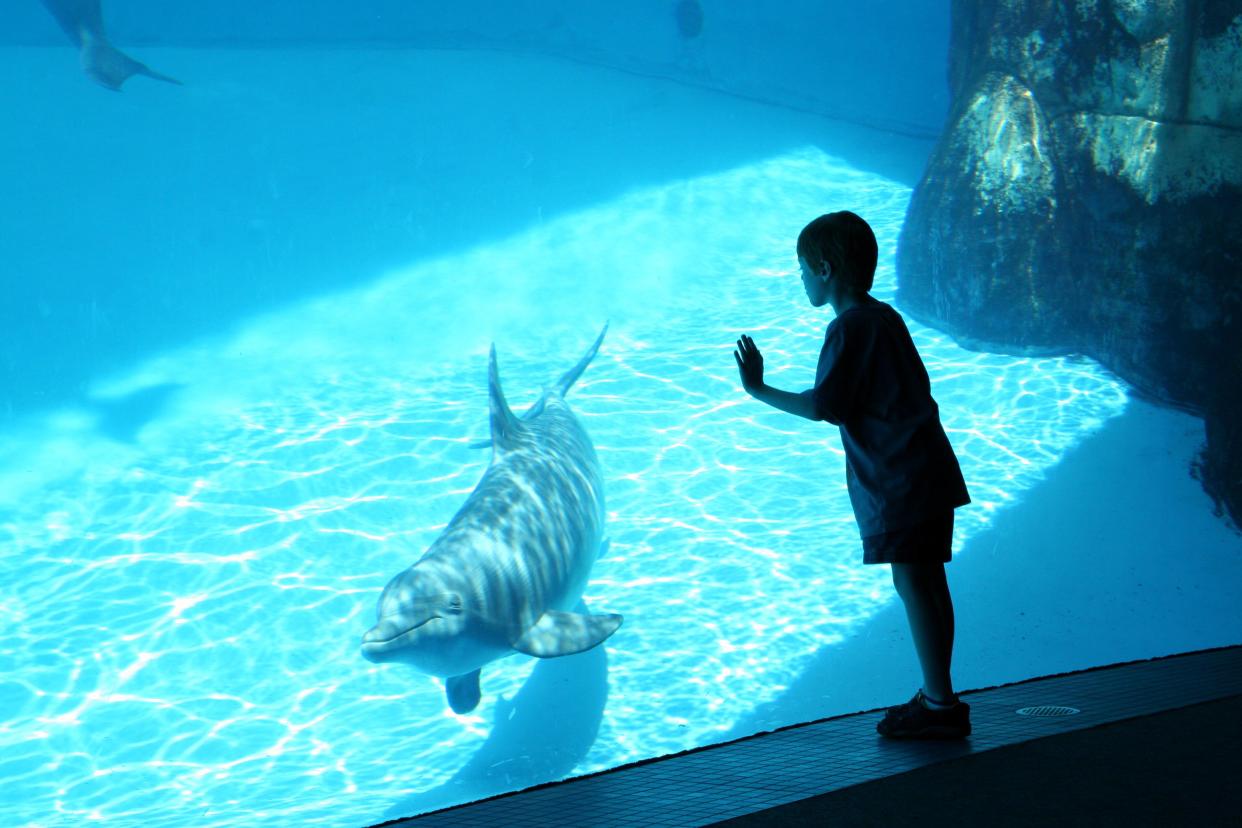 Young boy viewing a swimming dolphin through a large glass window.