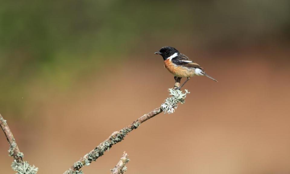 <span>Photograph: Bebedi/Alamy</span>