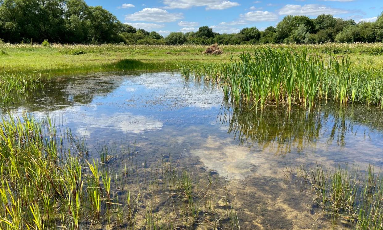 <span>A pond in Cutteslowe, Oxford. Studies have shown ponds can support more biodiversity than larger water bodies, such as rivers and lakes.</span><span>Photograph: Freshwater Habitats Trust</span>