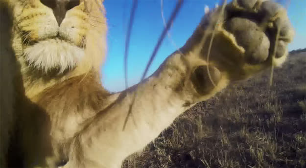 The coolest thing you’ll see today: GoPro video gets up close and personal with lions