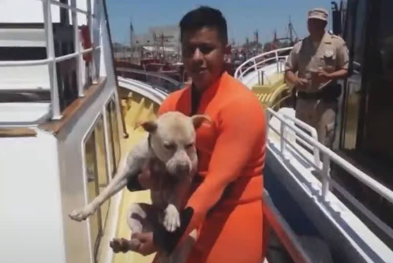 Prefectura rescata a un perro del agua en Mar del Plata