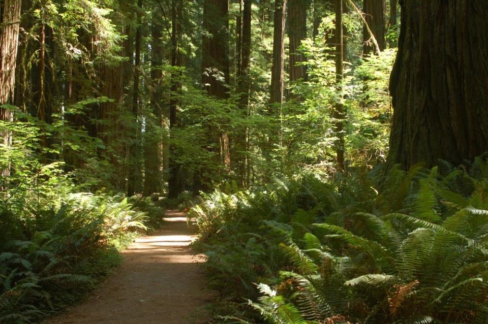 According to the National Park Service, "In 1929, Clara W. Stout, widow of lumberman Frank D. Stout, donated this tract of old-growth redwood forest to Save the Redwoods League." The half-mile-long Stout Grove trail is popular among Redwood visitors.