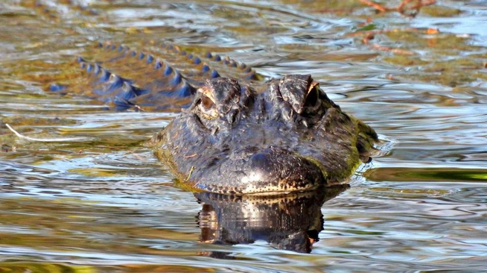 Authorities said a woman died in an alligator attack on Hilton Head Island in South Carolina on Tuesday, July 4, 2023.