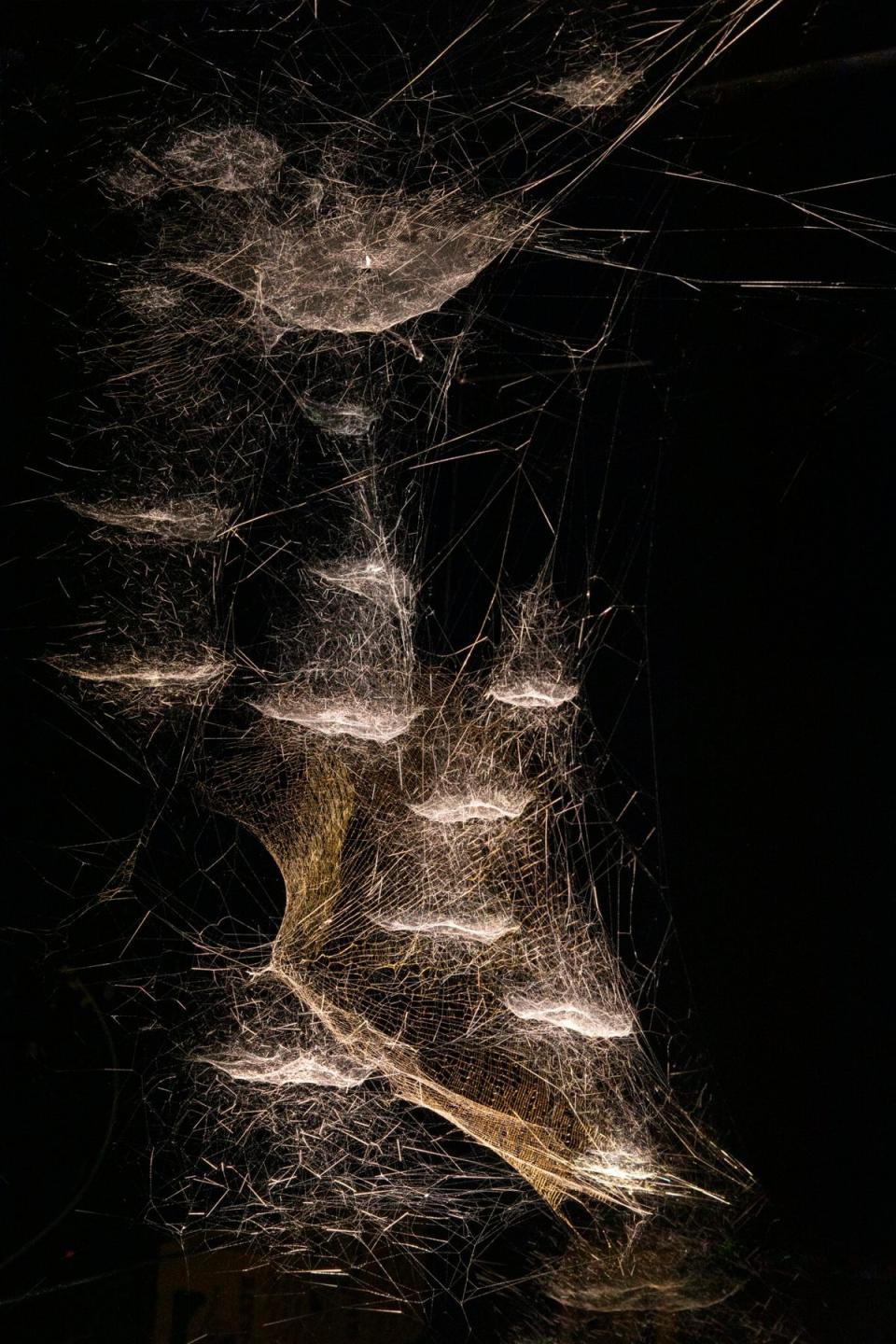 Detail of Web.Life 202.3 by Tomás Saraceno (Courtesy the spider/webs. Photography by Studio Tomás Saraceno)