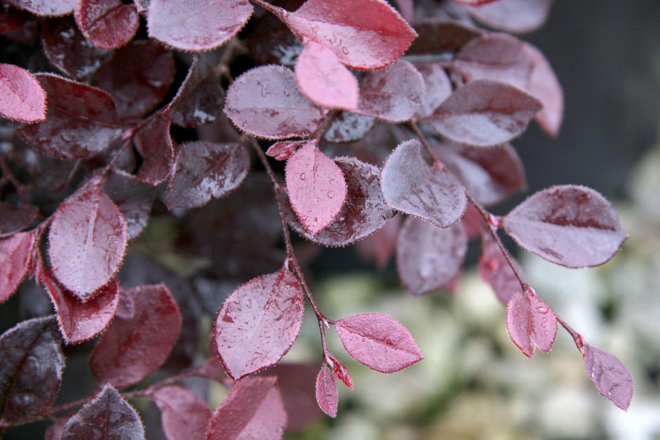 A container garden is the ultimate accessory for your porch, patio, or doorstep. These plants will keep you in style, even in the shade