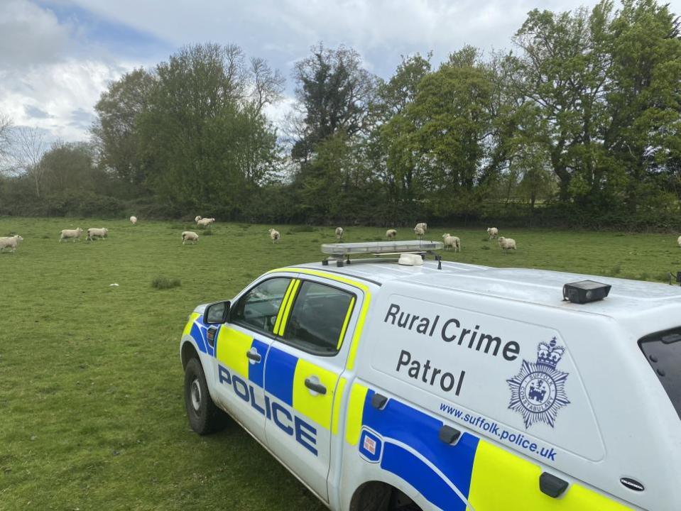 East Anglian Daily Times: A sheep farmer in Suffolk faces a constant battle in protecting her sheep from dog attacks