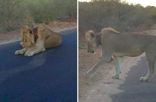 Dying Lion Trapped In Snare 'Begs For Help' From Distraught Tourists