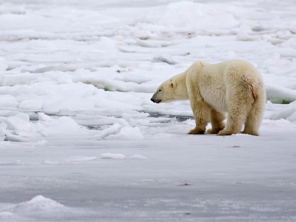 Breakup of Arctic's 'last-holdout' sea ice to have catastrophic effect on polar bears, leading scientists warn