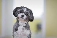 <p>If you're looking for a pup that just wants to love on you all day, look no further than a Maltese Shih Tzu. A hybrid of the two breeds, these pups are bred to be companion dogs for people with allergies. These pups are obedient, outgoing, and affectionate. Dog Time rates them a 1/5 for shedding, and recommends them as a <a href="https://dogtime.com/dog-breeds/maltese-shih-tzu#/slide/5" rel="nofollow noopener" target="_blank" data-ylk="slk:great option for first-time pet owners;elm:context_link;itc:0;sec:content-canvas" class="link ">great option for first-time pet owners</a>. </p>