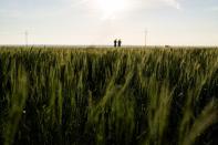 Crop scouts survey a wheat field near Colby, Kansas