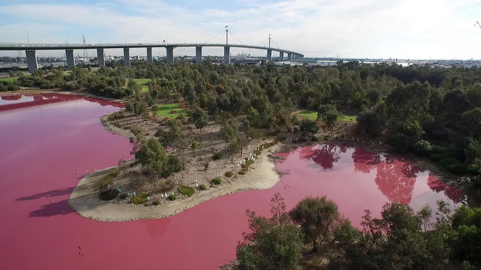 Un lac australien vire au rose