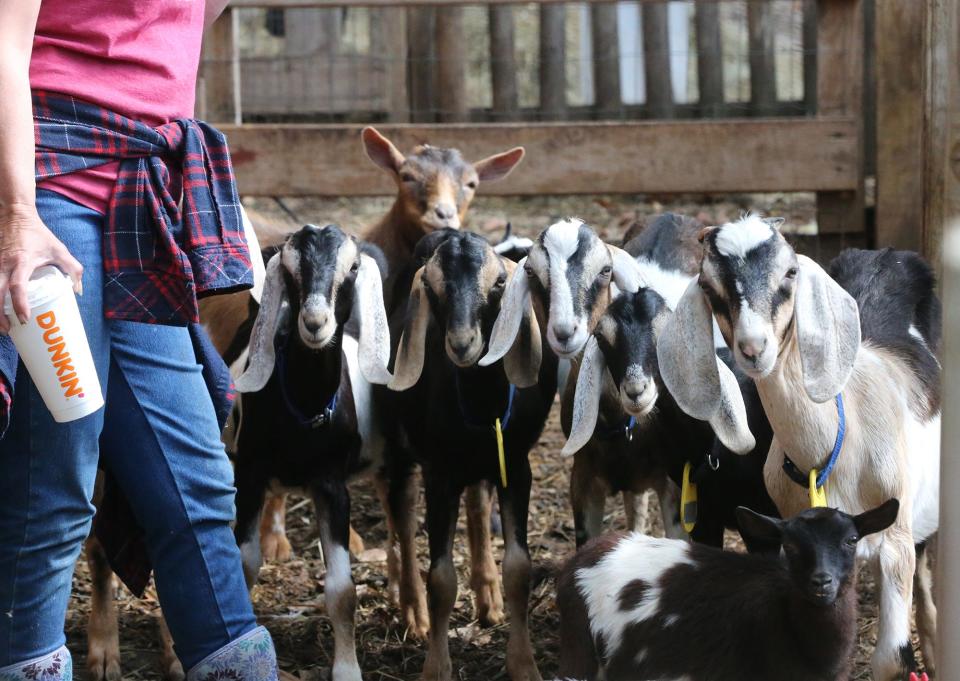 Legacy Lane Farm owner Dotty Thompson turned her life around after a heart attack and now runs a farm with over 100 animals, including goats that do yoga and eat poison ivy.