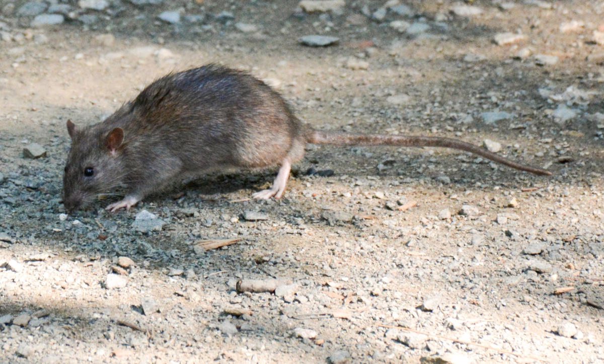 Anti-Rat Community Day Coming To Harlem: What To Know