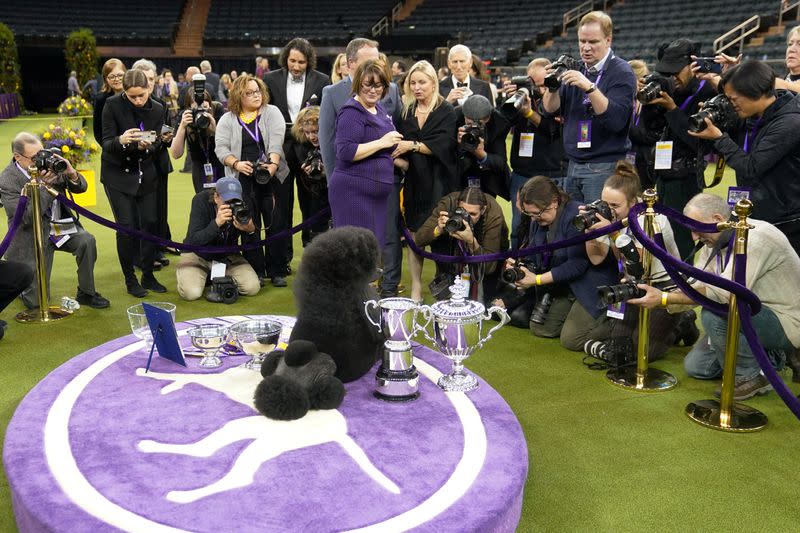 2020 Westminster Kennel Club Dog Show at Madison Square Garden in New York City