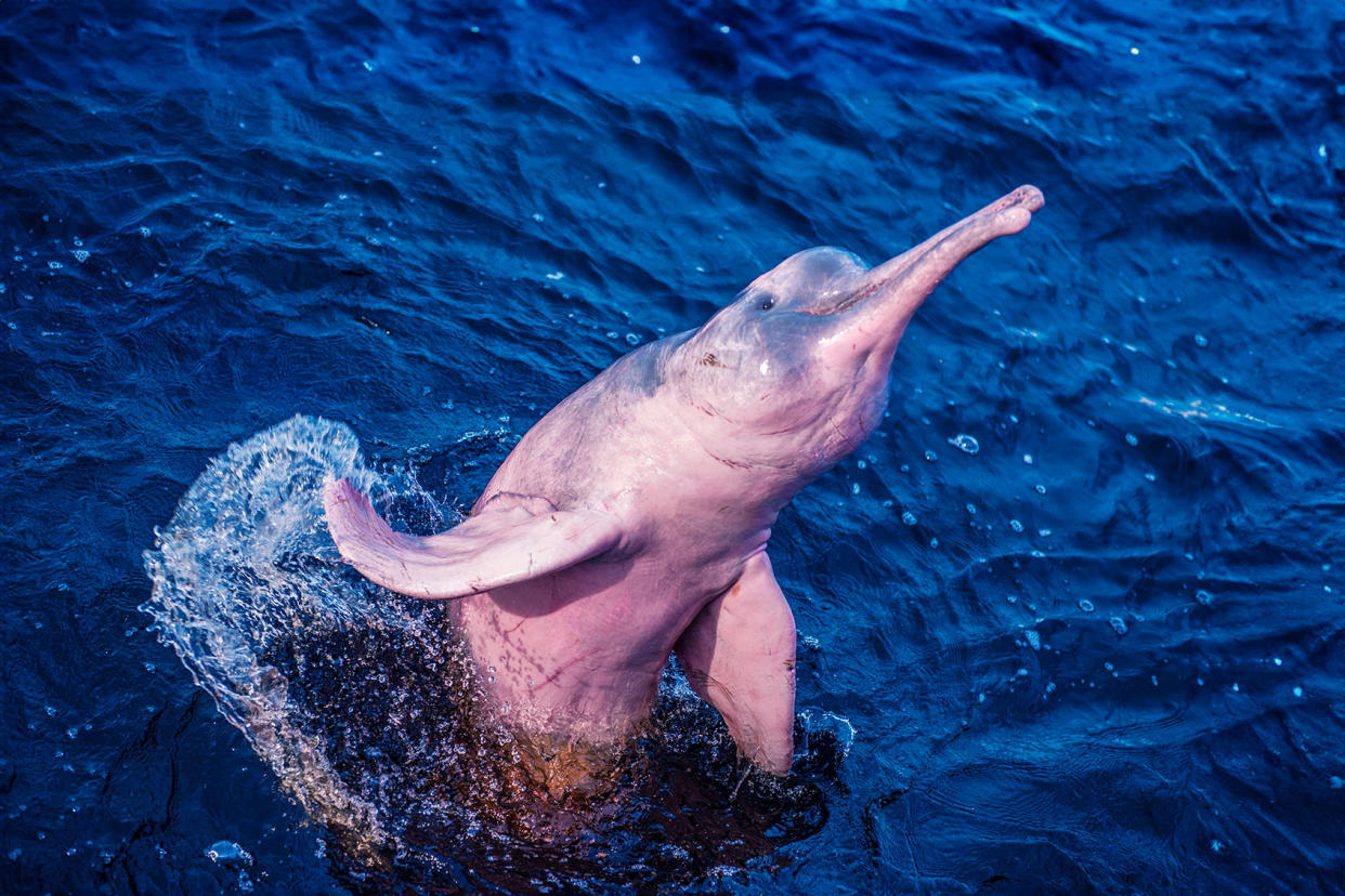 Amazon river dolphin jumps out of water Getty Images/Cavan Images