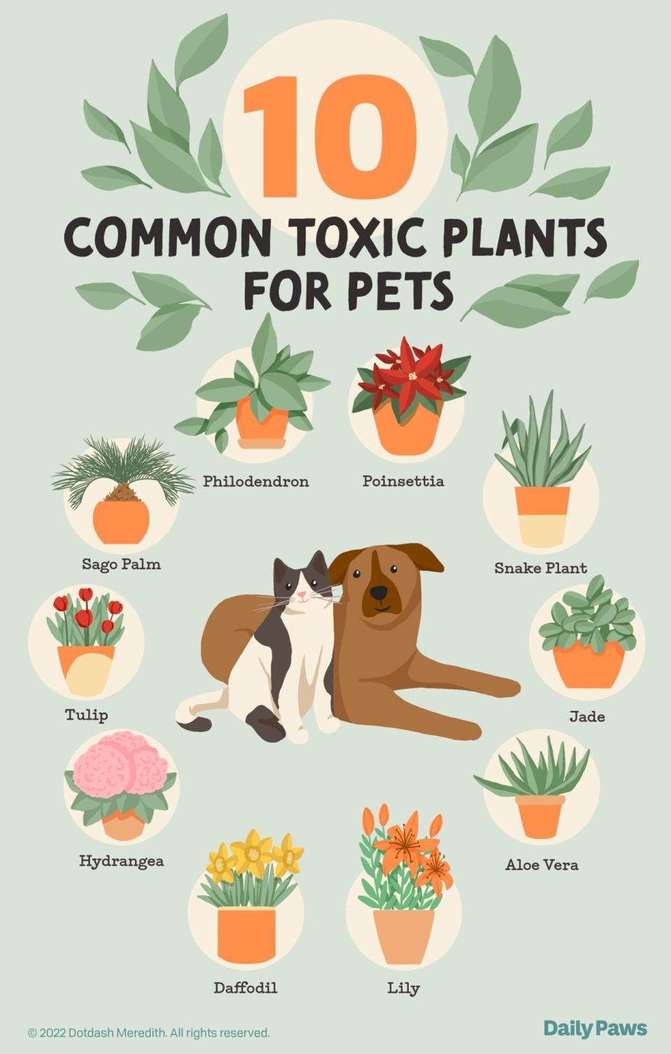 Infographic showing the top ten toxic plants for pets