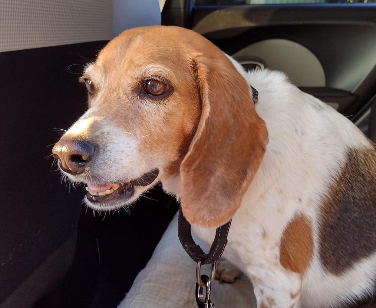 Lucy, a senior female beagle, is available for adoption through Satchel’s Last Resort, 8101 Coash Road, Sarasota.