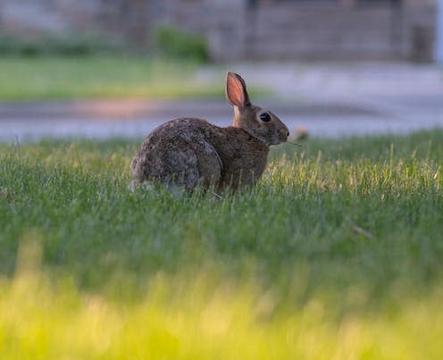 <span class="caption">Public acceptance of killing urban wild animals varies.</span> <span class="attribution"><a class="link " href="https://www.shutterstock.com/image-photo/close-shot-curious-cautious-cute-brown-1770620642" rel="nofollow noopener" target="_blank" data-ylk="slk:Elena Berd/Shutterstock;elm:context_link;itc:0;sec:content-canvas">Elena Berd/Shutterstock</a></span>