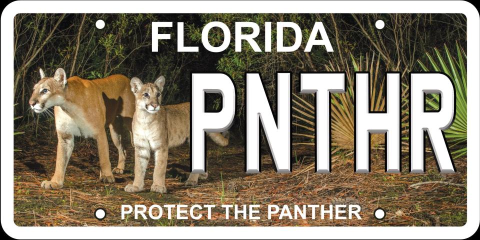 According to the FWC, fees from the Protect the Panther license plate will go directly into the Florida Panther Research and Management Trust Fund,