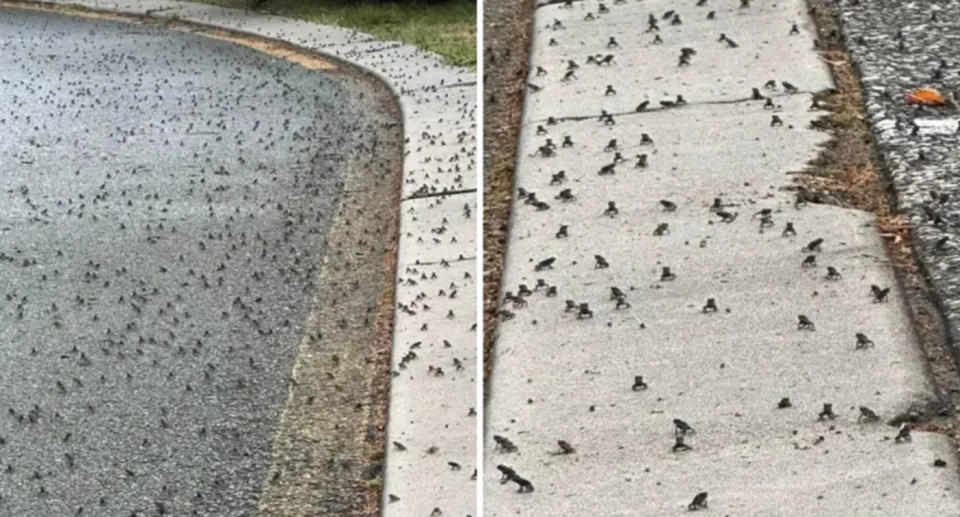 Thousands of cane toads covering Gold Coast street.