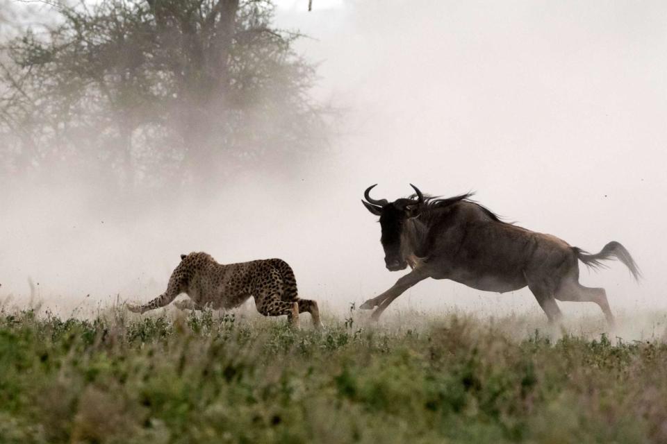 PHOTO: A young cheetah hunting a blue wildebeest calf. (VW Pics/Universal Images Group via Getty Images)