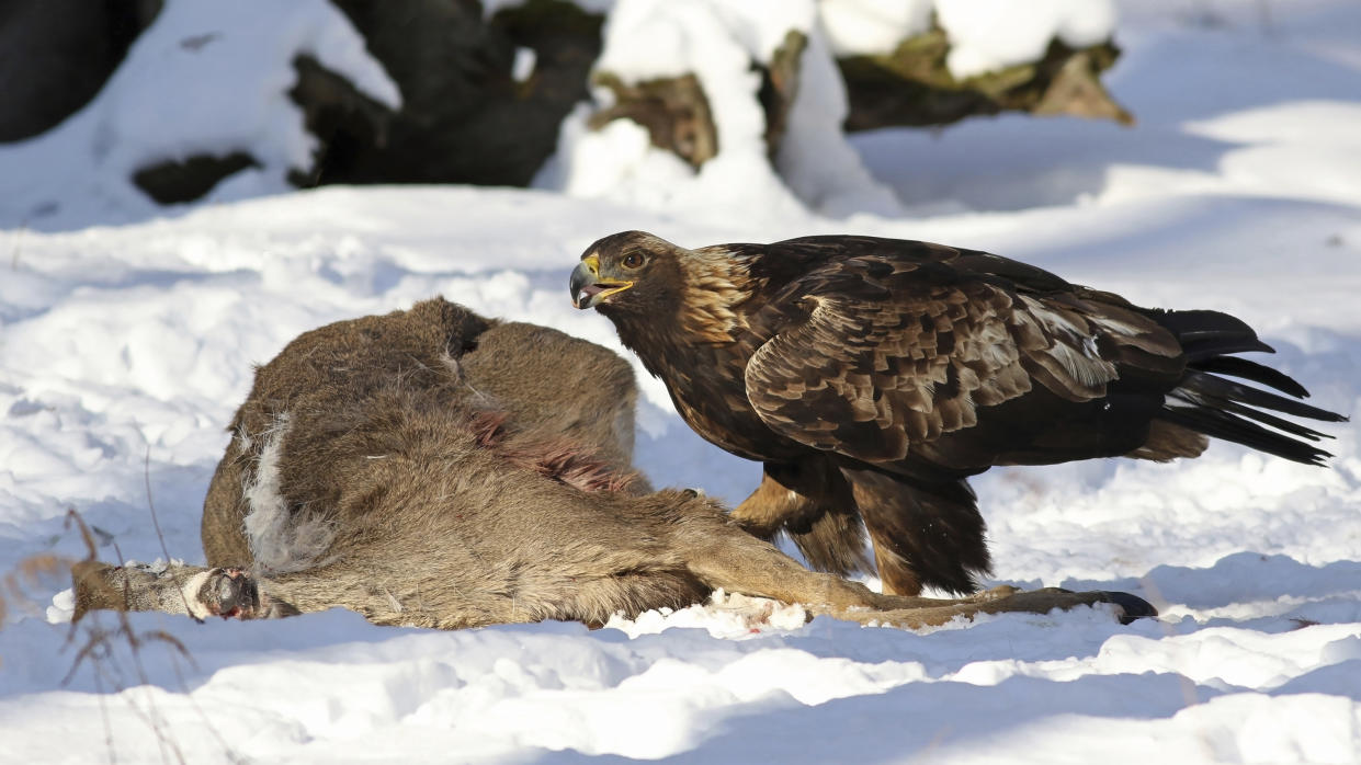 In this photo provided by David Brandes in February 2022, a golden eagle feeds on a deer carcass in Pennsylvania. A study published in the journal Science on Thursday, Feb. 17, 2022, estimated that lead exposure reduced the annual population growth of bald eagles by 4% and golden eagles by 1%. (David Brandes via AP)