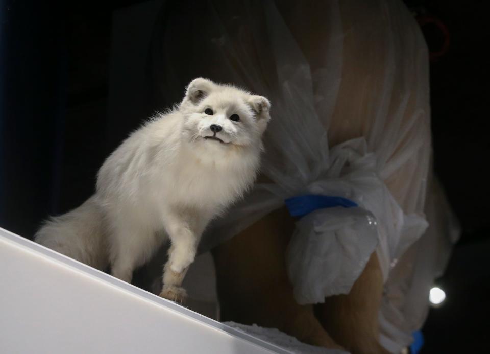 After being closed for renovations since late 2020, the rebranded Delaware Museum of Nature and Science in Greenville will reopen to the general public May 23.  An arctic fox is positioned near a still-wrapped polar bear at the museum on April 5, 2022.